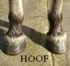 HOOF