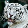 White_Tiger.