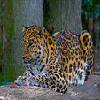 Leopard_