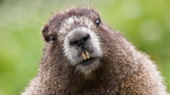 beaver_kzn