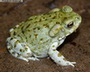 Bufo Alvarius