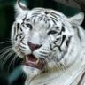 White_Tiger.